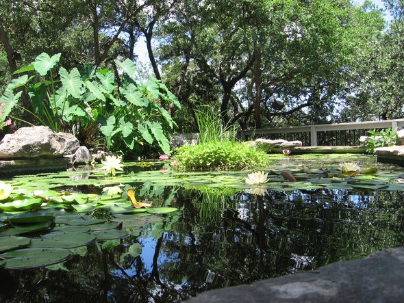 picturesque pond